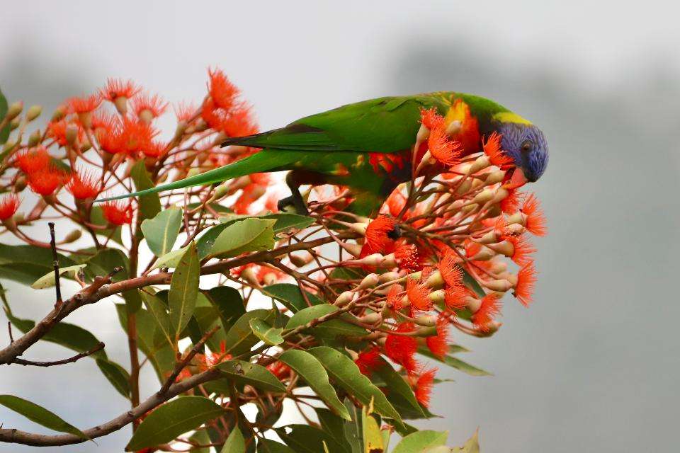 barevný pták skládačky online