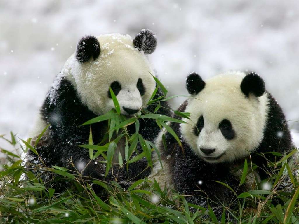 pandas στο χιόνι online παζλ