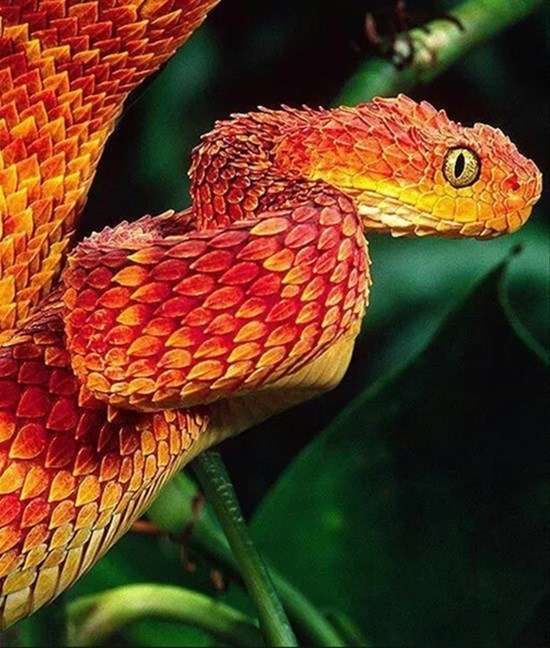 COLORFUL SNAKE .... online puzzle