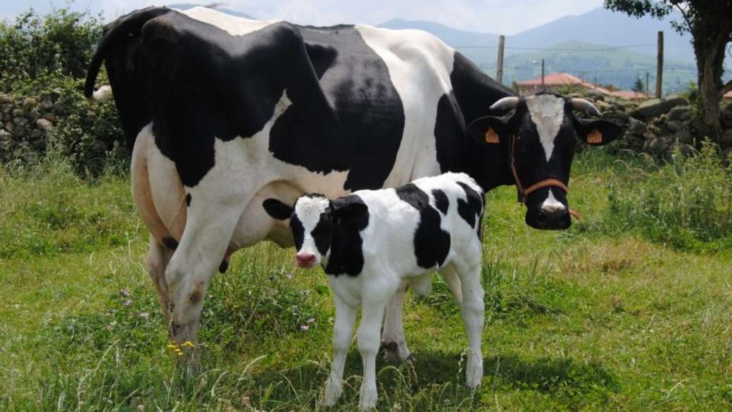 Animais da fazenda, vaca. puzzle online