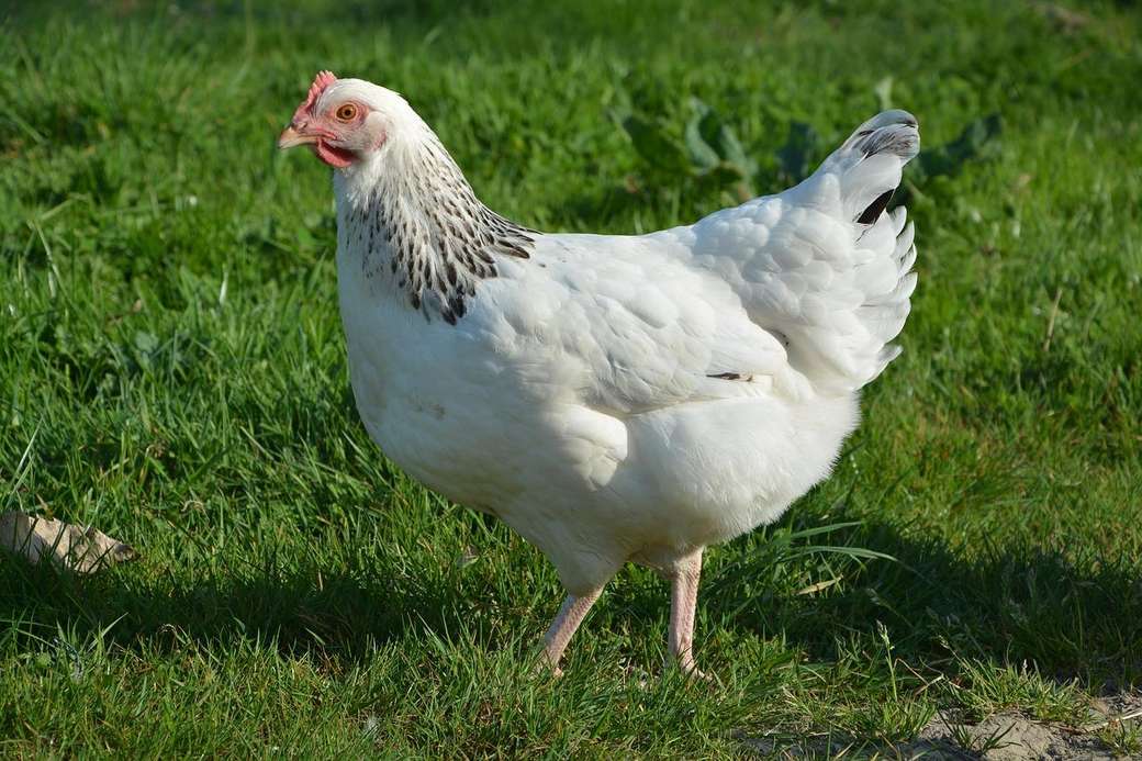 Animais da fazenda, a galinha. quebra-cabeças online