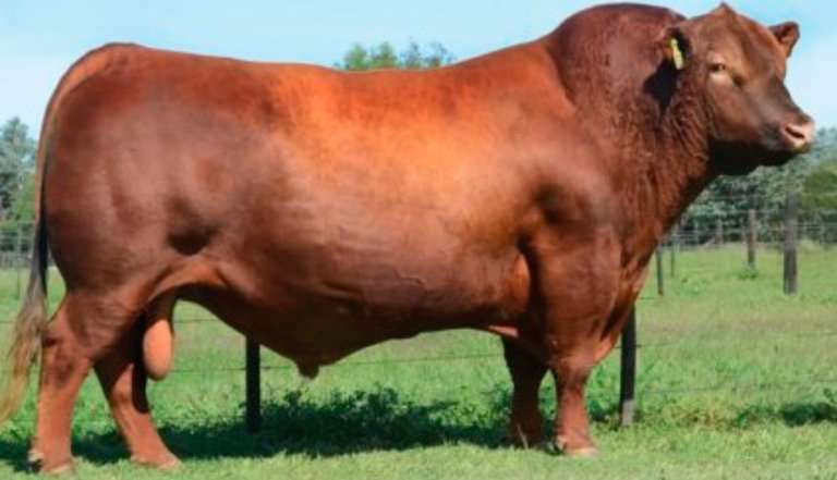 Сельскохозяйственные животные, бык. пазл онлайн