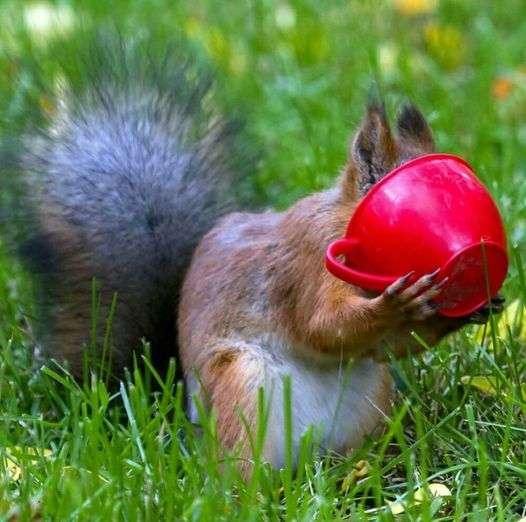 scoiattolo e tazza rossa puzzle online