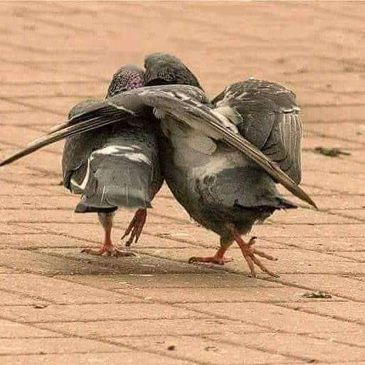 двойка гълъби на разходка на площада онлайн пъзел