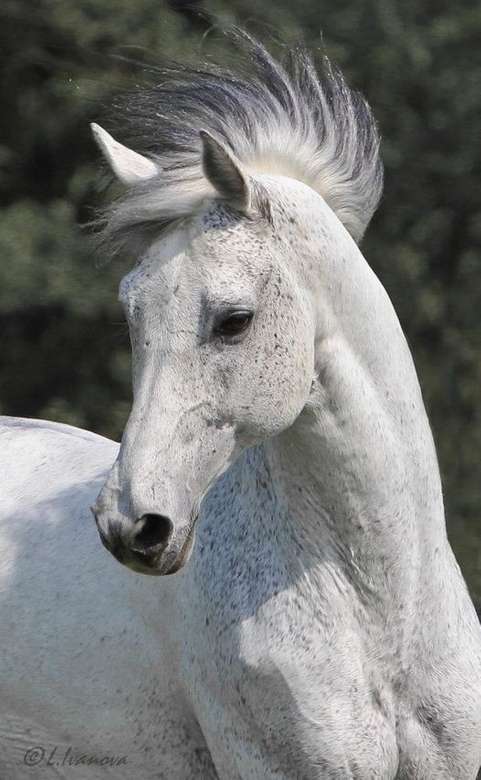 běžící bílý kůň online puzzle