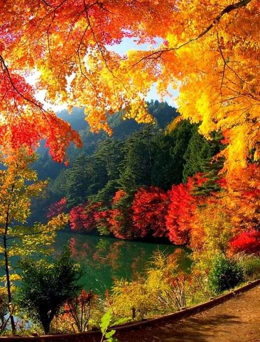 as cores douradas do outono puzzle online