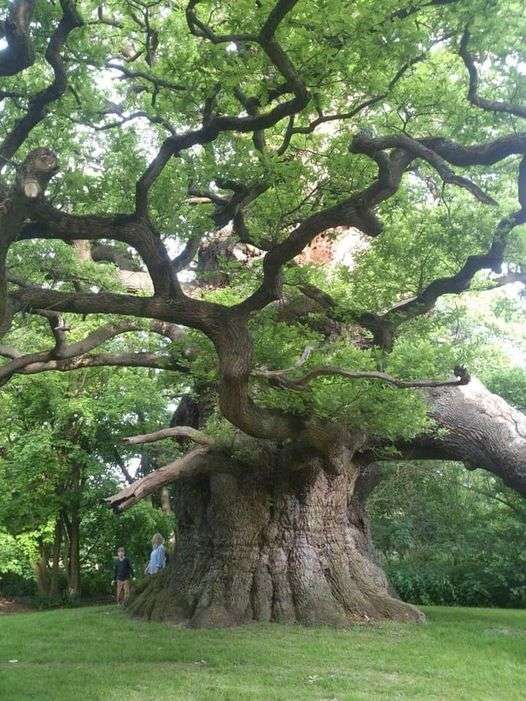 stejar vechi de secol în Anglia puzzle online