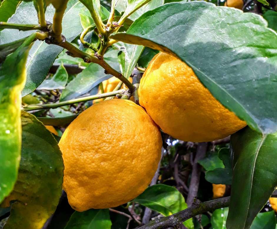 Färska citroner !! pussel på nätet