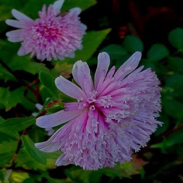 Asters .. puzzle online