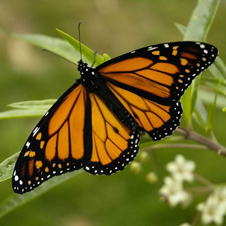 Monarch vlinder online puzzel