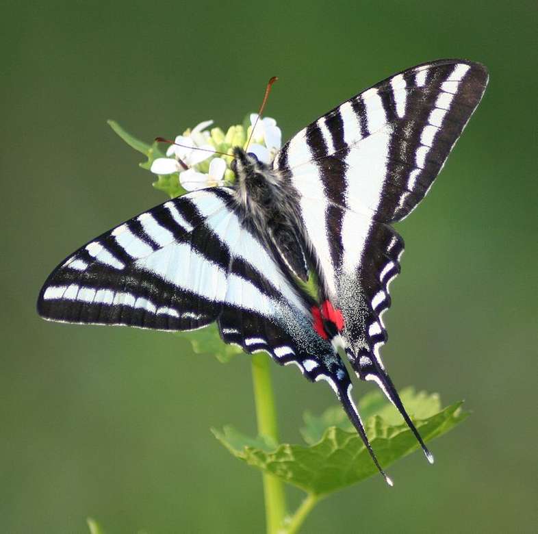 Zebra Swallowtail fjäril pussel på nätet