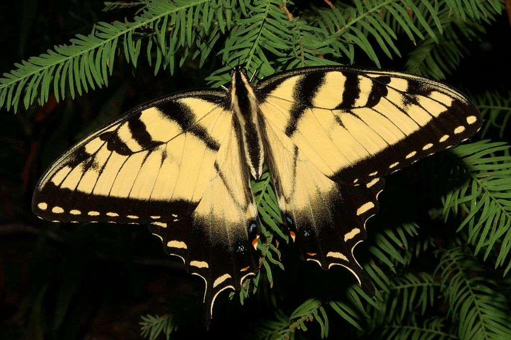 Eastern tiger swallowtail. jigsaw puzzle online