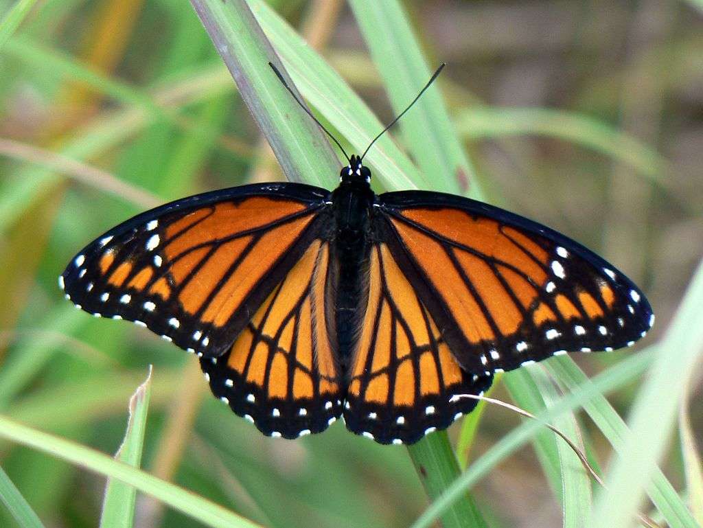 Místokrál motýl. online puzzle