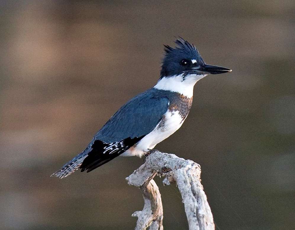 Belted Kingfisher - Pescatore grigio. puzzle online