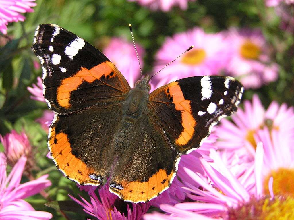 Red admiral - Rusałka admiral. online puzzle