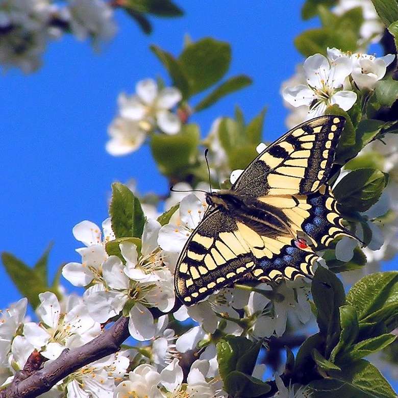 Uma borboleta diurna da família do rabo de andorinha. quebra-cabeças online