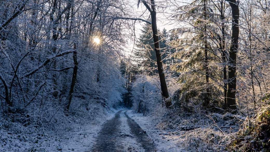 schneebedeckter Gehweg neben blattlosen Bäumen Puzzlespiel online