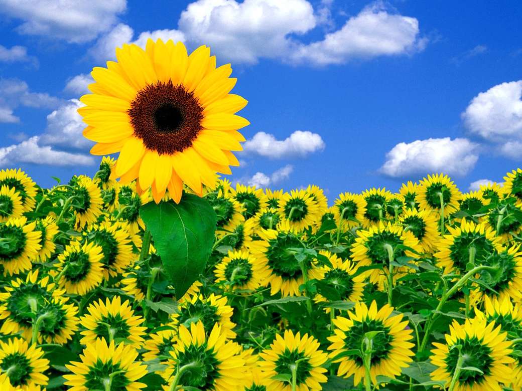 Сонячні квіти онлайн пазл