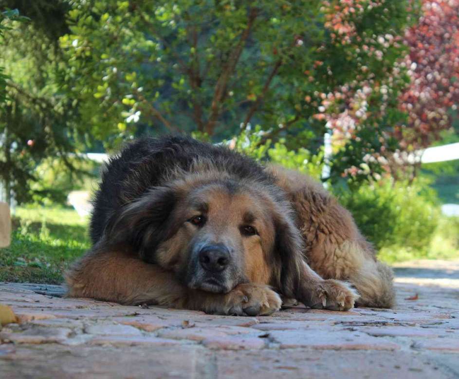 Почивка с куче в Умбрия Италия онлайн пъзел