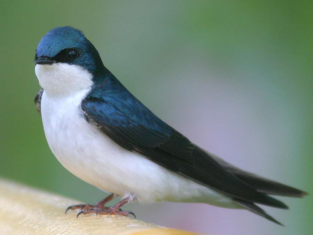 Tree Swallows - Scuotitore per legno puzzle online
