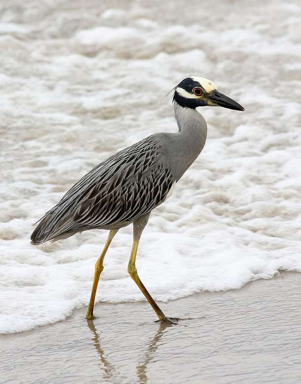 Yellow-crowned night heron online puzzle