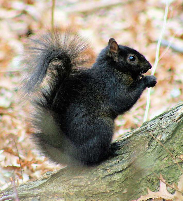 Fekete mókus - Fekete mókus online puzzle
