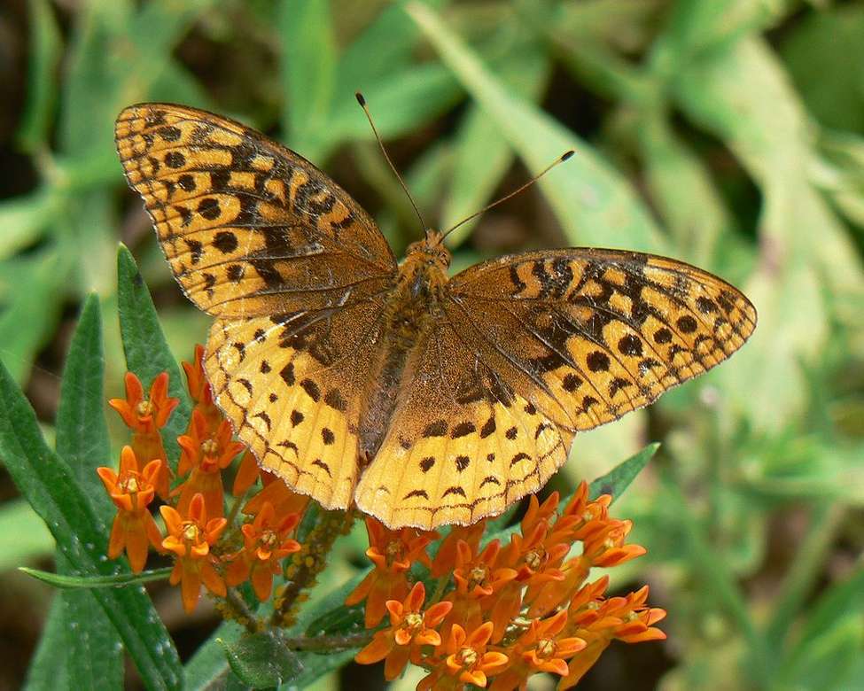 Stor spangled fritillary. Pussel online