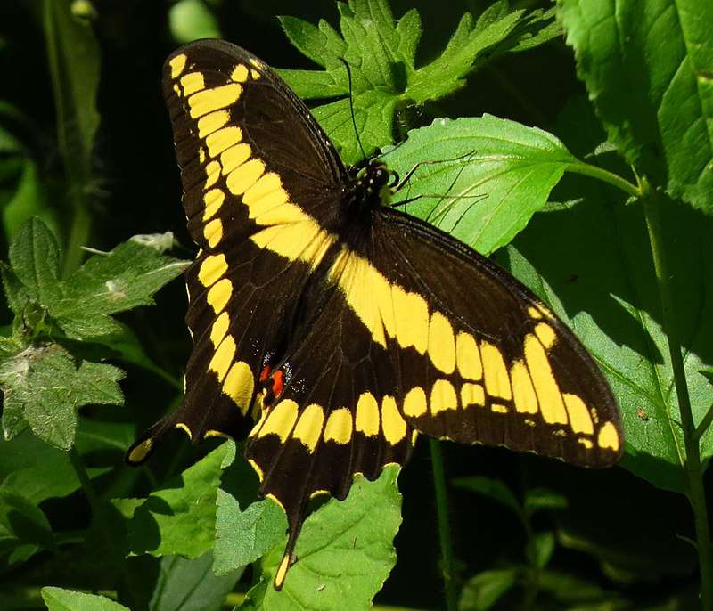 Giant Swallowtail. jigsaw puzzle online