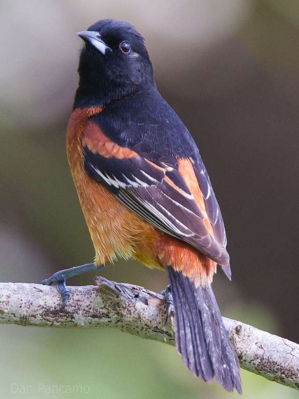 Orchard oriole. Pussel online