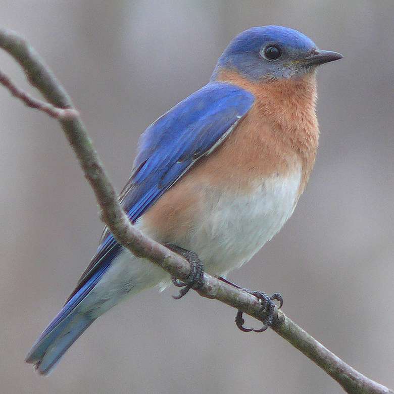 Red-throated bluebird online puzzle