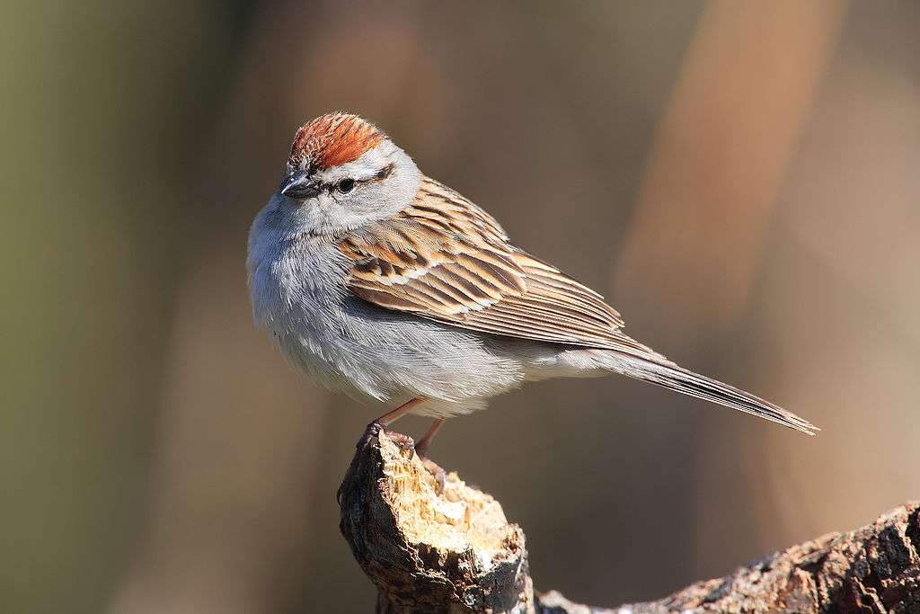 Chipping sparrow - Chipping sparrow. online puzzle