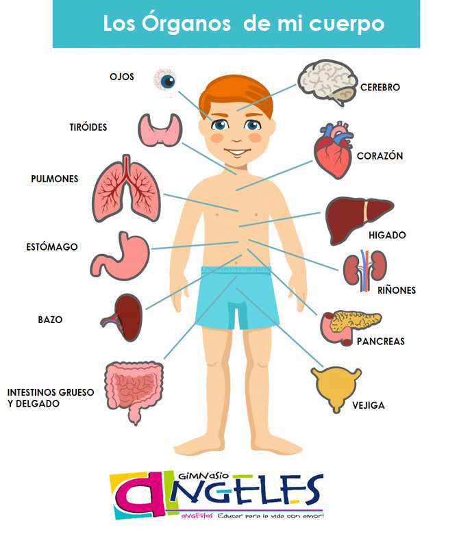 The organs of your body online puzzle
