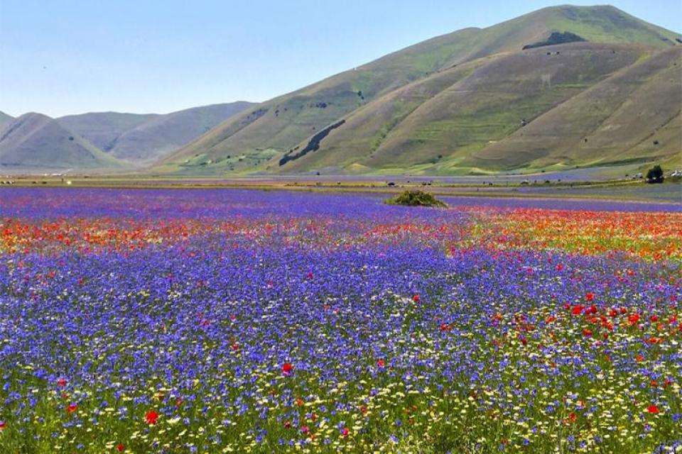 Castelluccio Kleurrijke velden van bloemen Umbrië Italië online puzzel