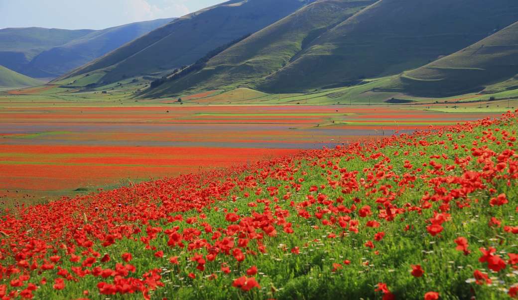 Castelleluccio Barevná pole květin Umbrie Itálie skládačky online