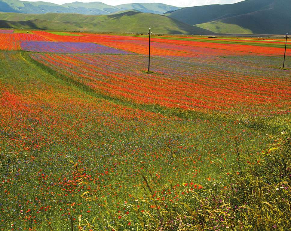 Castelluccio Barevná pole květin Umbrie Itálie skládačky online