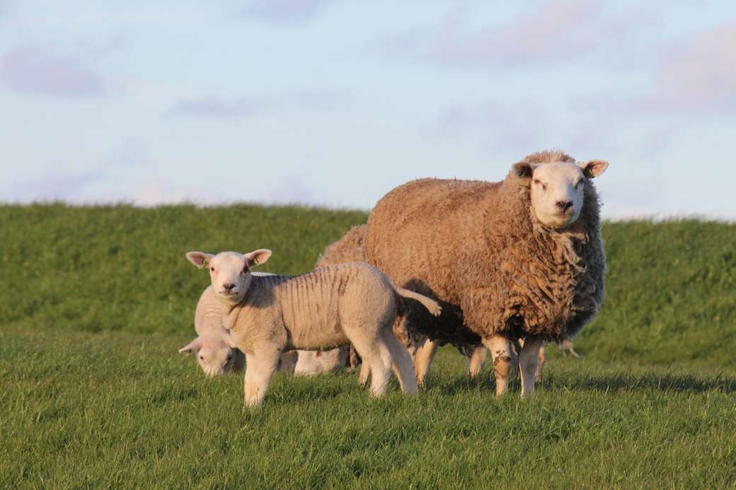 три коричневых овцы на траве онлайн-пазл