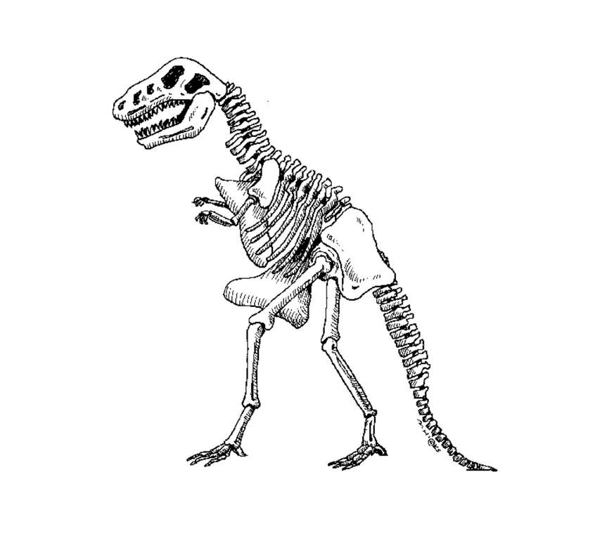Скелет динозавра раскраска - 57 фото