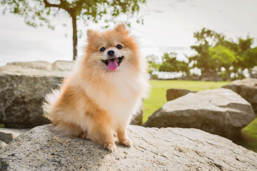 Χαριτωμένο μικρό σκυλί παζλ online