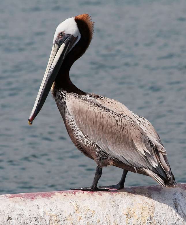 Hnědý pelikán online puzzle