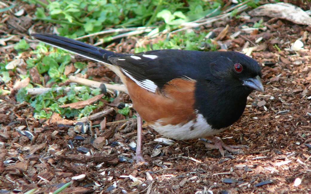 EASTERN TOWHEE - Red-sided pipe. online puzzle