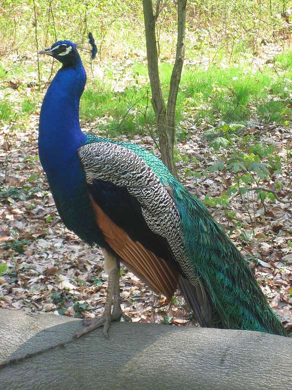 Indian peacock, blue peacock, common peacock jigsaw puzzle online
