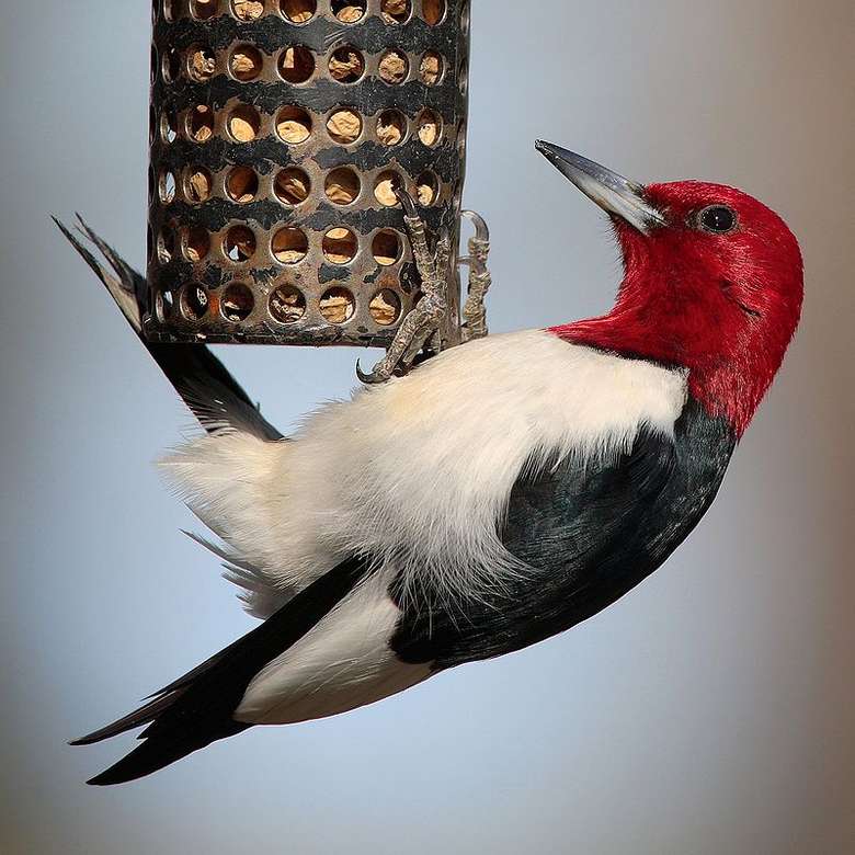 Pájaro carpintero de cabeza roja: pájaro carpintero de cabeza roja. rompecabezas en línea