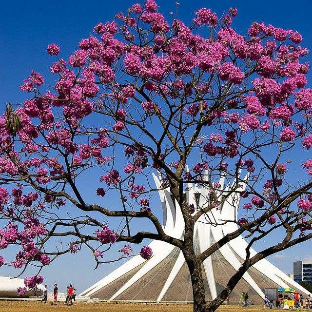 Brasilia-symbolen legpuzzel online