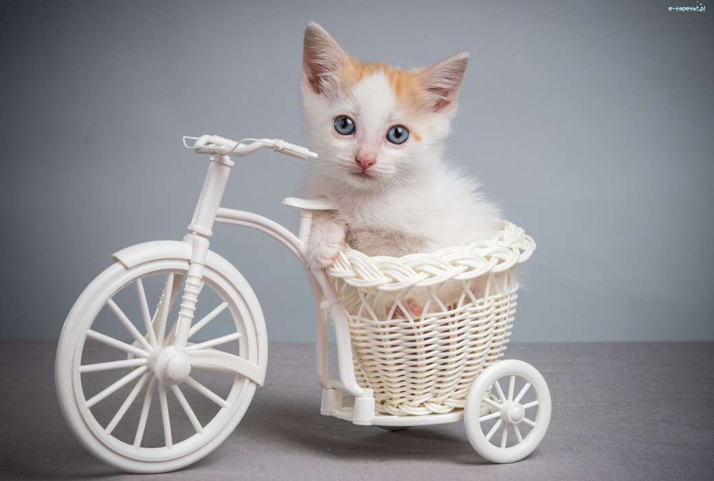 Kitten in een fiets legpuzzel online