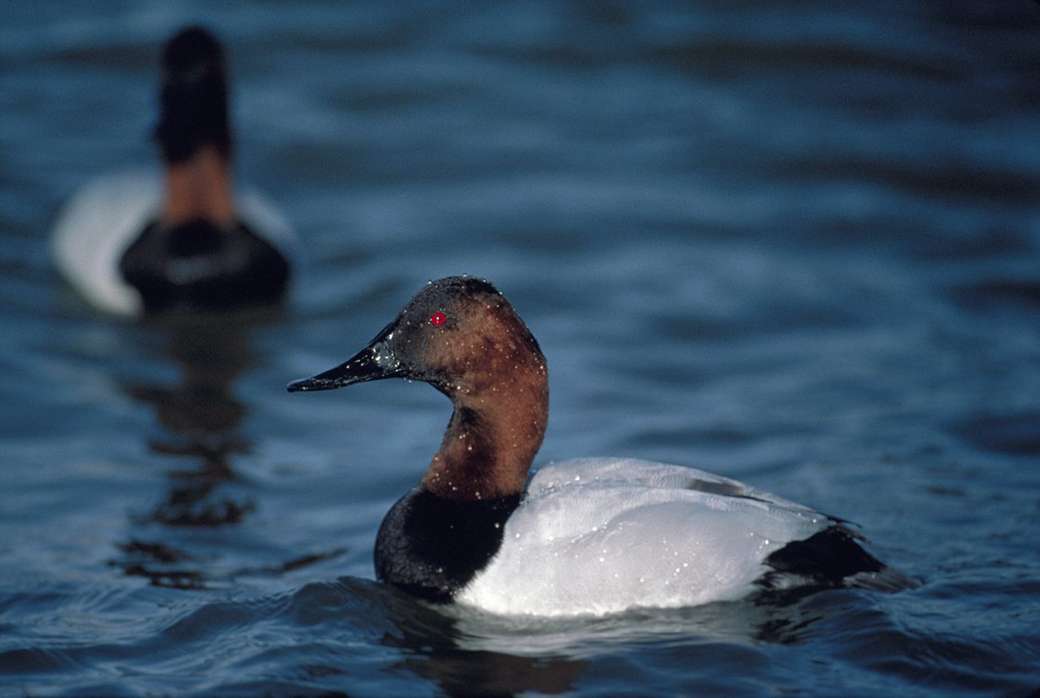 Canvasback - Longbill Shad. Puzzlespiel online