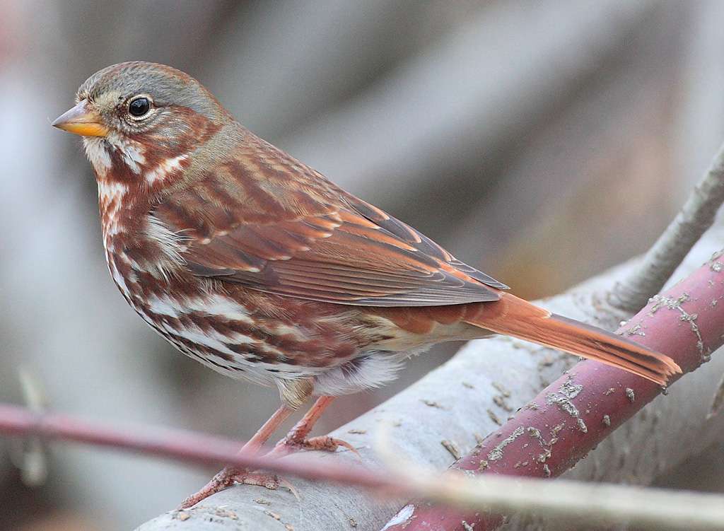 Fox Sparrow - ζώνη με κόκκινη ουρά. online παζλ