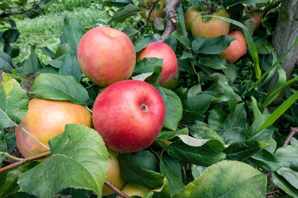 спелые яблоки пазл онлайн