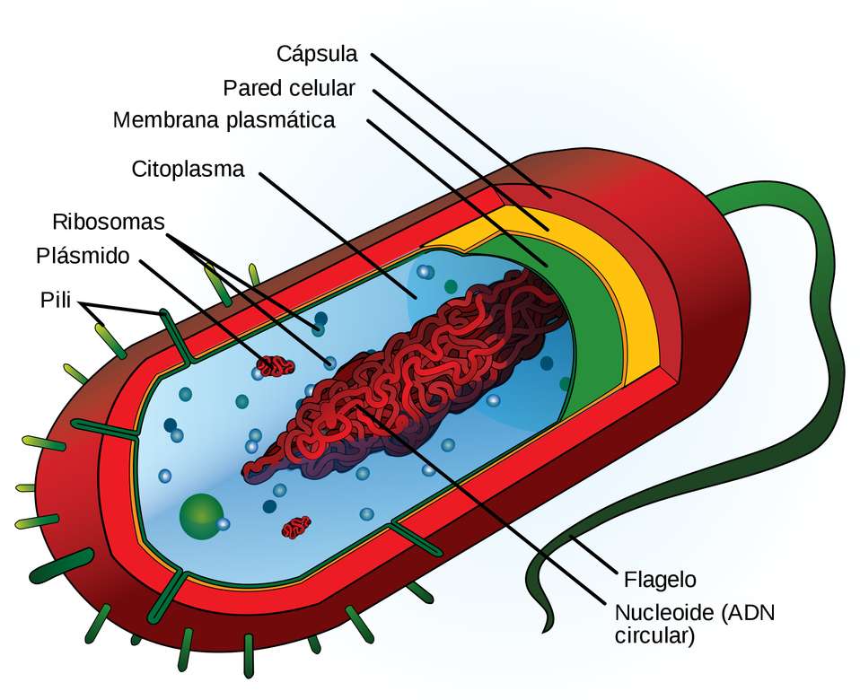 Delen van een bacterie legpuzzel online