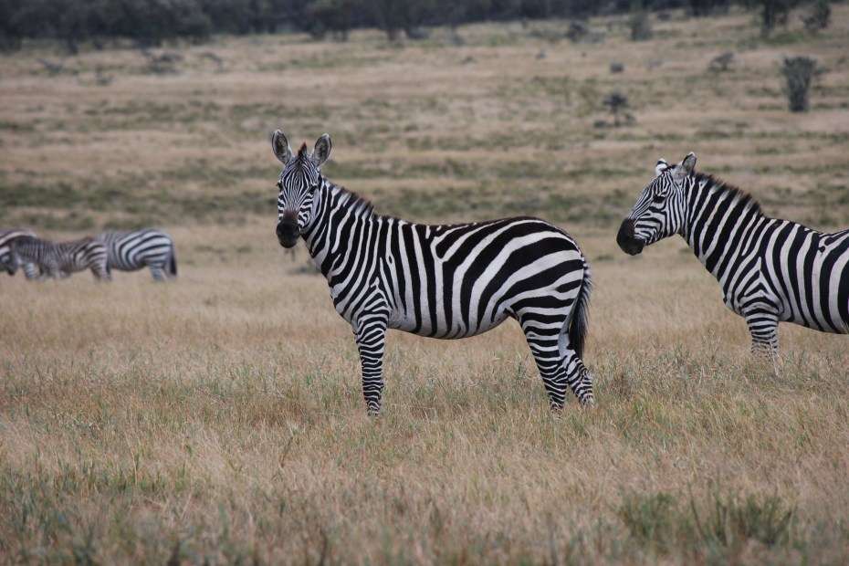 Zebras ... Online-Puzzle