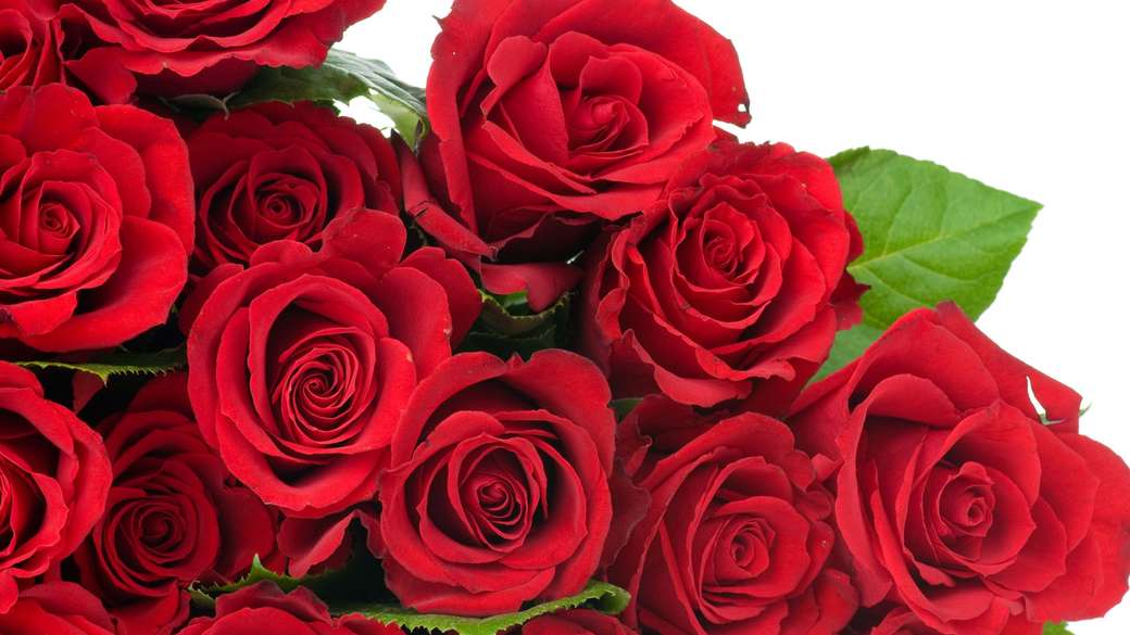 багато червоних троянд пазл онлайн
